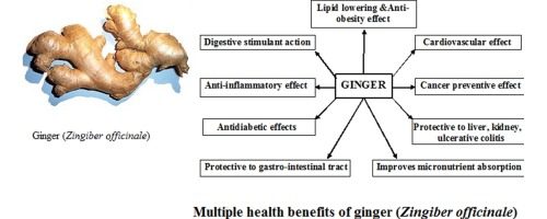 Is Ginger a Stimulant?
