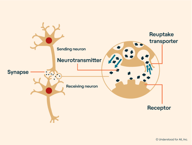 Why Do Stimulants Help Adhd?