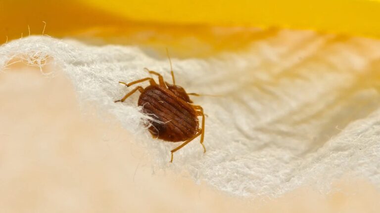 Can Alcohol Kill Bed Bugs?