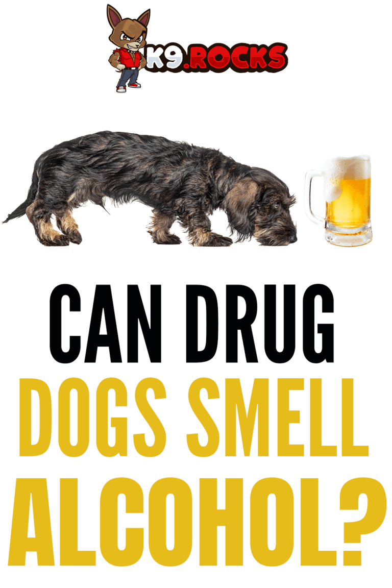 Can Drug Dogs Smell Alcohol?