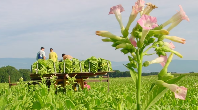 What Plants Have Nicotine in Them