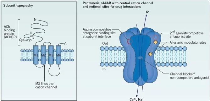 When Acetylcholine Binds to Nicotinic Receptors