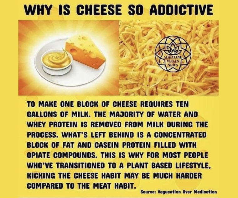 Is Cheese Addictive?