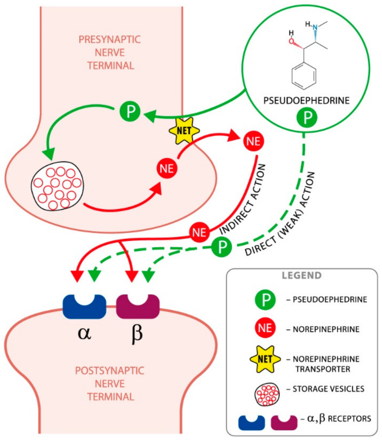 Is Pseudoephedrine a Stimulant?