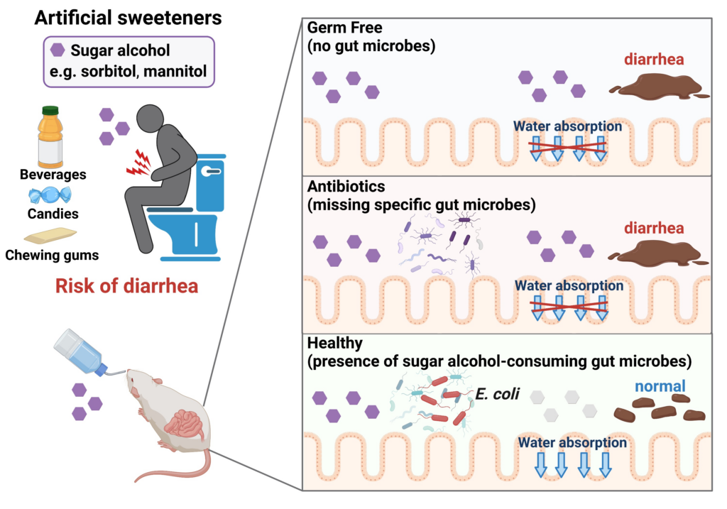 how-long-does-diarrhea-from-sugar-alcohol-last