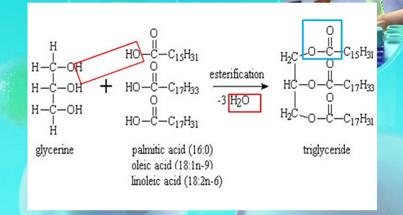 What Alcohol is Found in a Triglyceride?