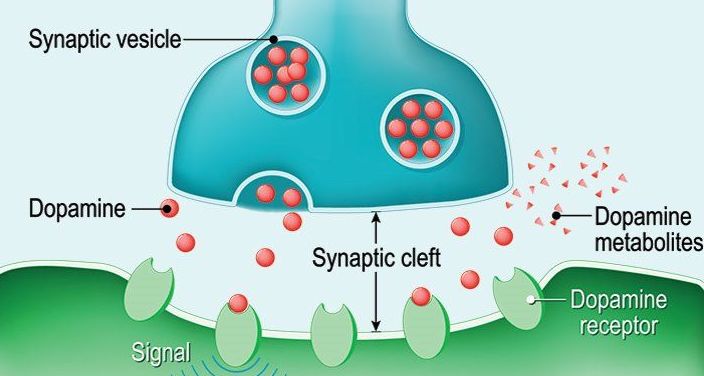 What Drugs Affect Dopamine