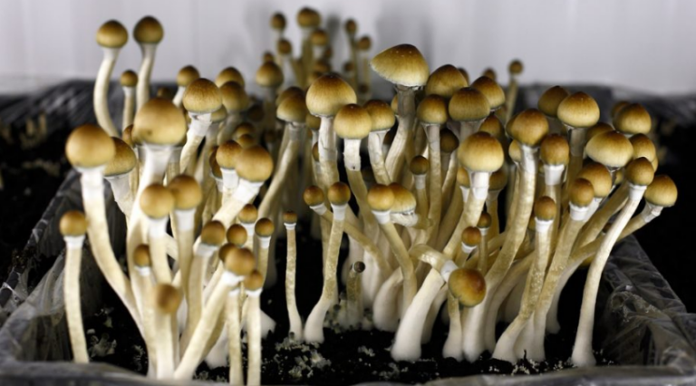 What Drugs Are Hallucinogens?