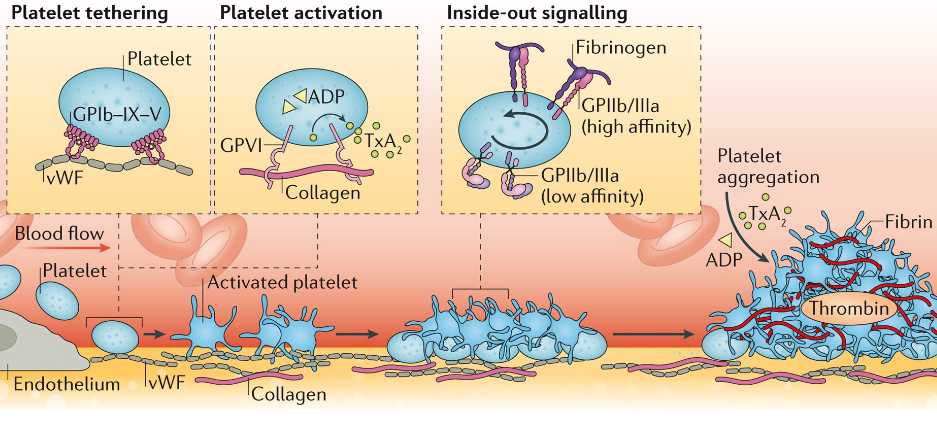 What Do Antiplatelet Drugs Do