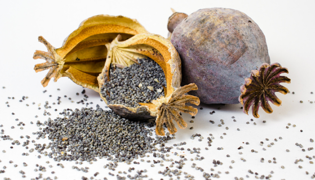 What Drug Comes From Poppy Seeds