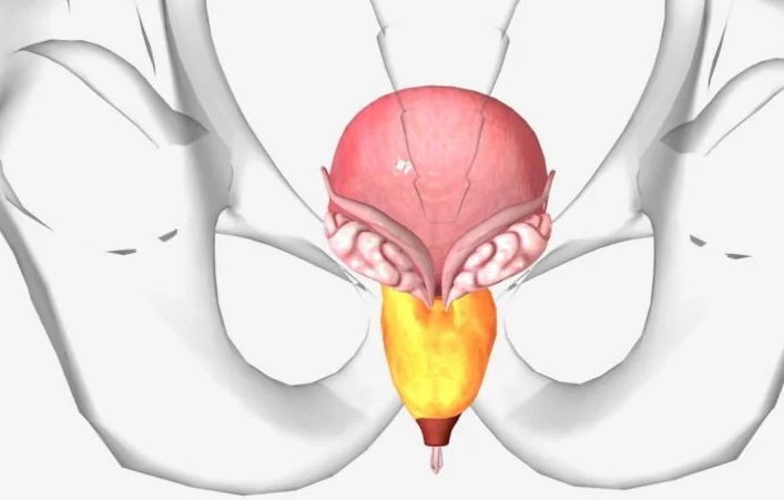 What Drug Shrinks the Prostate