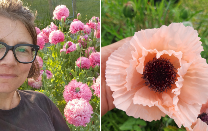 What Drug is Made From Poppies